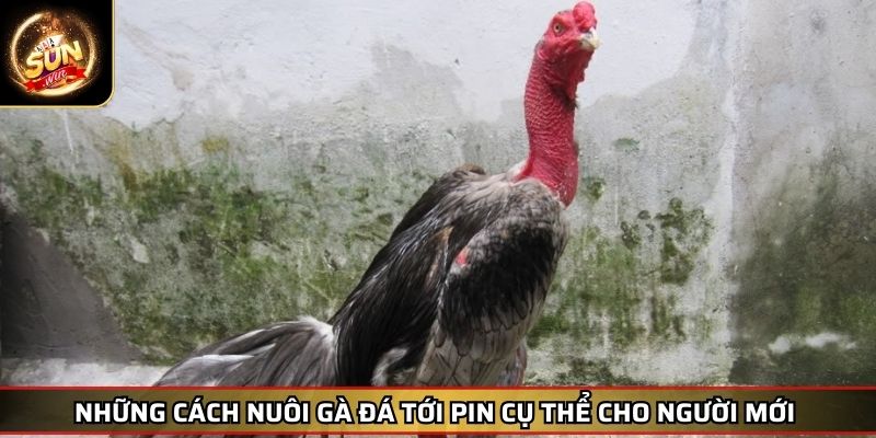 Cách Nuôi Gà Đá Tới Pin SUNWIN Hiệu Quả Giúp Chiến Kê Bền Bỉ 3 Những cách nuôi gà đá tới pin cụ thể cho người mới
