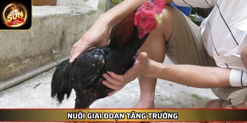 Cách Nuôi Gà Đá Tới Pin SUNWIN Hiệu Quả Giúp Chiến Kê Bền Bỉ 4 Nuôi giai đoạn tăng trưởng