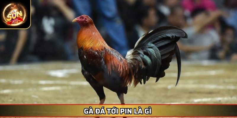 Cách Nuôi Gà Đá Tới Pin SUNWIN Hiệu Quả Giúp Chiến Kê Bền Bỉ 2 Gà đá tới pin là gì