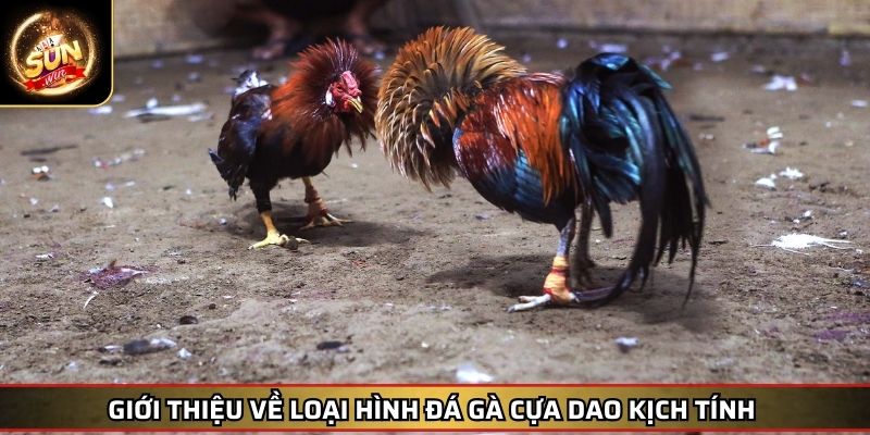Đá Gà Cựa Dao SUNWIN – Trải Nghiệm Chọi Kê Đẳng Cấp Cuốn Hút 2 Giới thiệu về loại hình đá gà cựa dao kịch tính