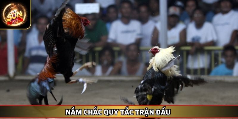 Đá Gà Cựa Dao SUNWIN – Trải Nghiệm Chọi Kê Đẳng Cấp Cuốn Hút 4 Nắm chắc quy tắc trận đấu