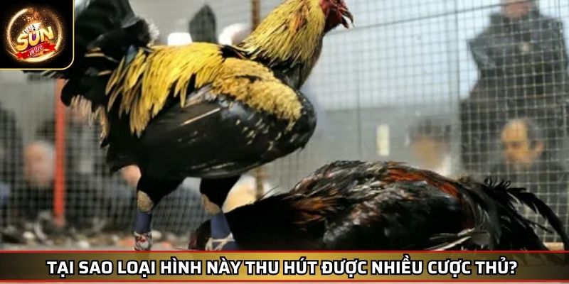 Đá Gà Cựa Dao SUNWIN – Trải Nghiệm Chọi Kê Đẳng Cấp Cuốn Hút 3 Tại sao loại hình này thu hút được nhiều cược thủ?