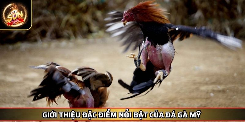 Đá gà Mỹ SUNWIN – Sức Mạnh và Tốc Độ Chinh Phục Đỉnh Cao 2 Giới thiệu đặc điểm nổi bật của đá gà Mỹ