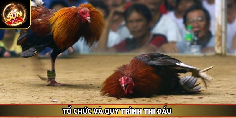 Đá gà Mỹ SUNWIN – Sức Mạnh và Tốc Độ Chinh Phục Đỉnh Cao 4 Tổ chức và quy trình thi đấu