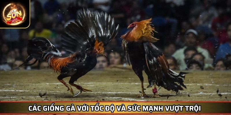 Đá gà Mỹ SUNWIN – Sức Mạnh và Tốc Độ Chinh Phục Đỉnh Cao 3 Các giống gà với tốc độ và sức mạnh vượt trội