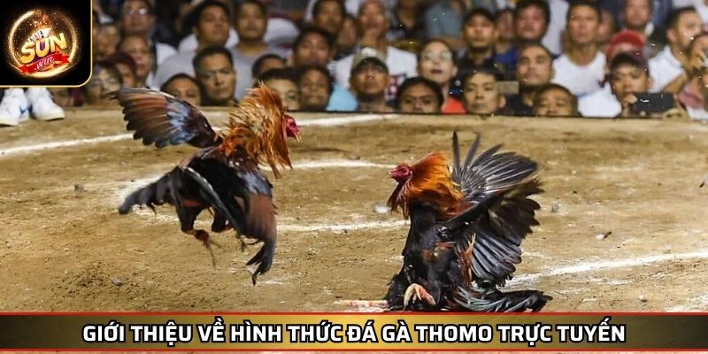 Đá Gà Thomo Trực Tuyến - Cuộc Chơi Đỉnh Cao Tại SUNWIN 2 Giới thiệu về hình thức đá gà Thomo trực tuyến